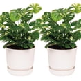 thumbnail image 1 of Set de 2 Macetas Cilíndricas Elly Decor 30 cm con Auto-Riego Blanco, 1 of 7