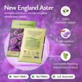 thumbnail image 2 of Created By Nature, New England Aster Seeds, Pink and Purple Perennial Flower Seeds, Non-GMO, Pollinator Friendly, 2,500 Seeds, Covers Up to 93 sq. ft. (Symphyotrichum novae-angliae), 2 of 6