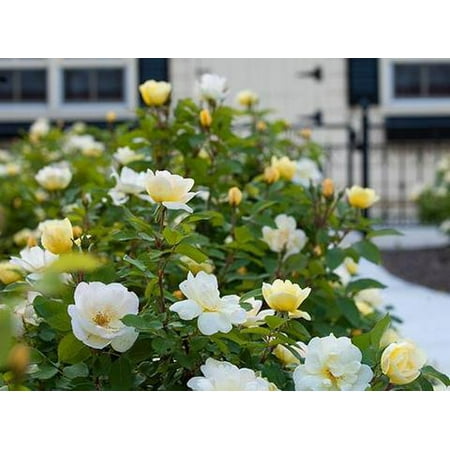 Knock Out Sunny Yellow Rose Plant - 2 Gallon (Best Yellow Floribunda Rose)