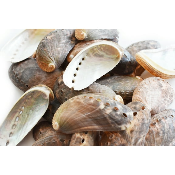 Set of 12 Green Abalone Shells 2 1/4 -3" / 57-77 mm (Haliotis Asinina) Beach Wedding Seashells Crafts Nautical Decor Vase Filling