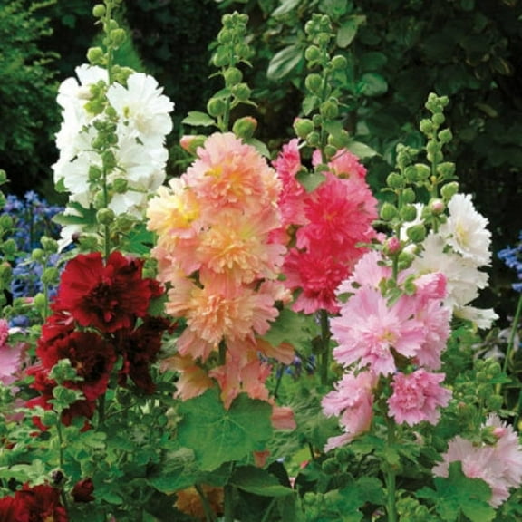 Hollyhock Queeny (Queenie) Dwarf Mix Non-GMO, Heirloom Seeds Mallow Double Hollyhock Flowers Seed Perennial Outdoor Home Garden Flower (50)