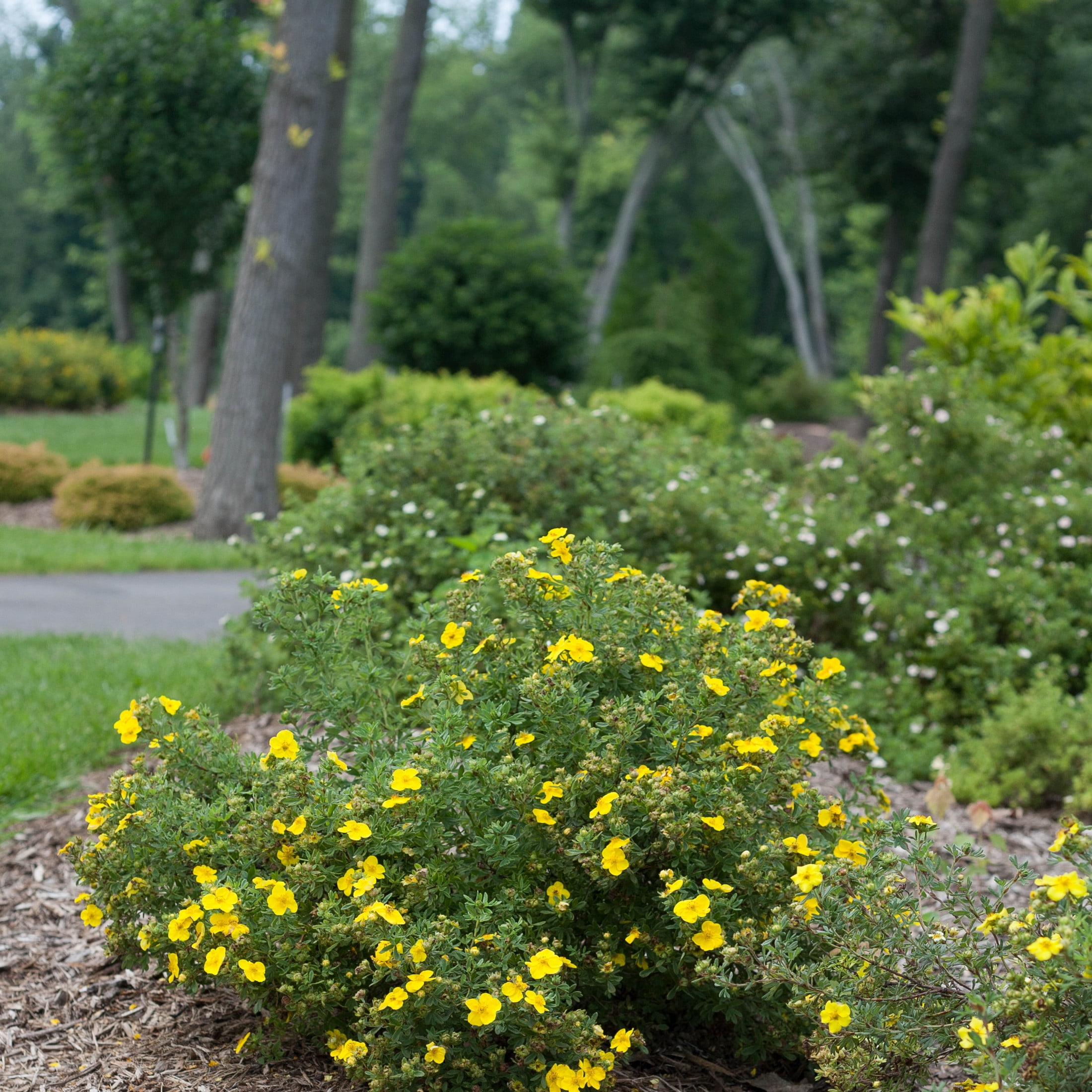 Proven Winners ColorChoice 5" Happy Face Yellow Potentilla Live Plant in 4.5" Pot (4 Count)