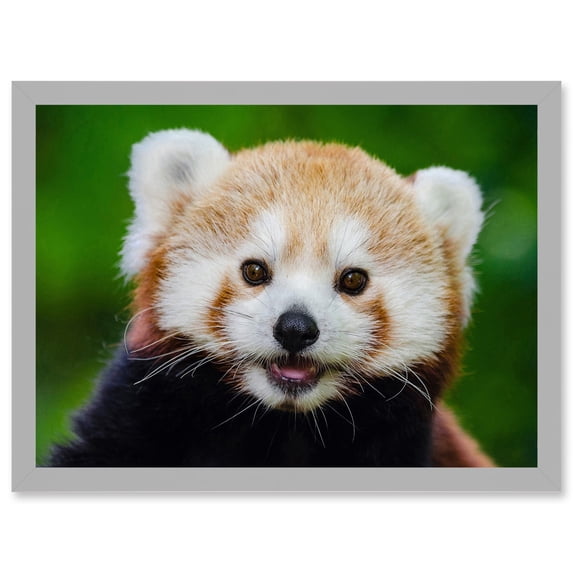 Cute Animal Photo Red Panda Bear Cat Portrait Artwork Framed Wall Art Print A4