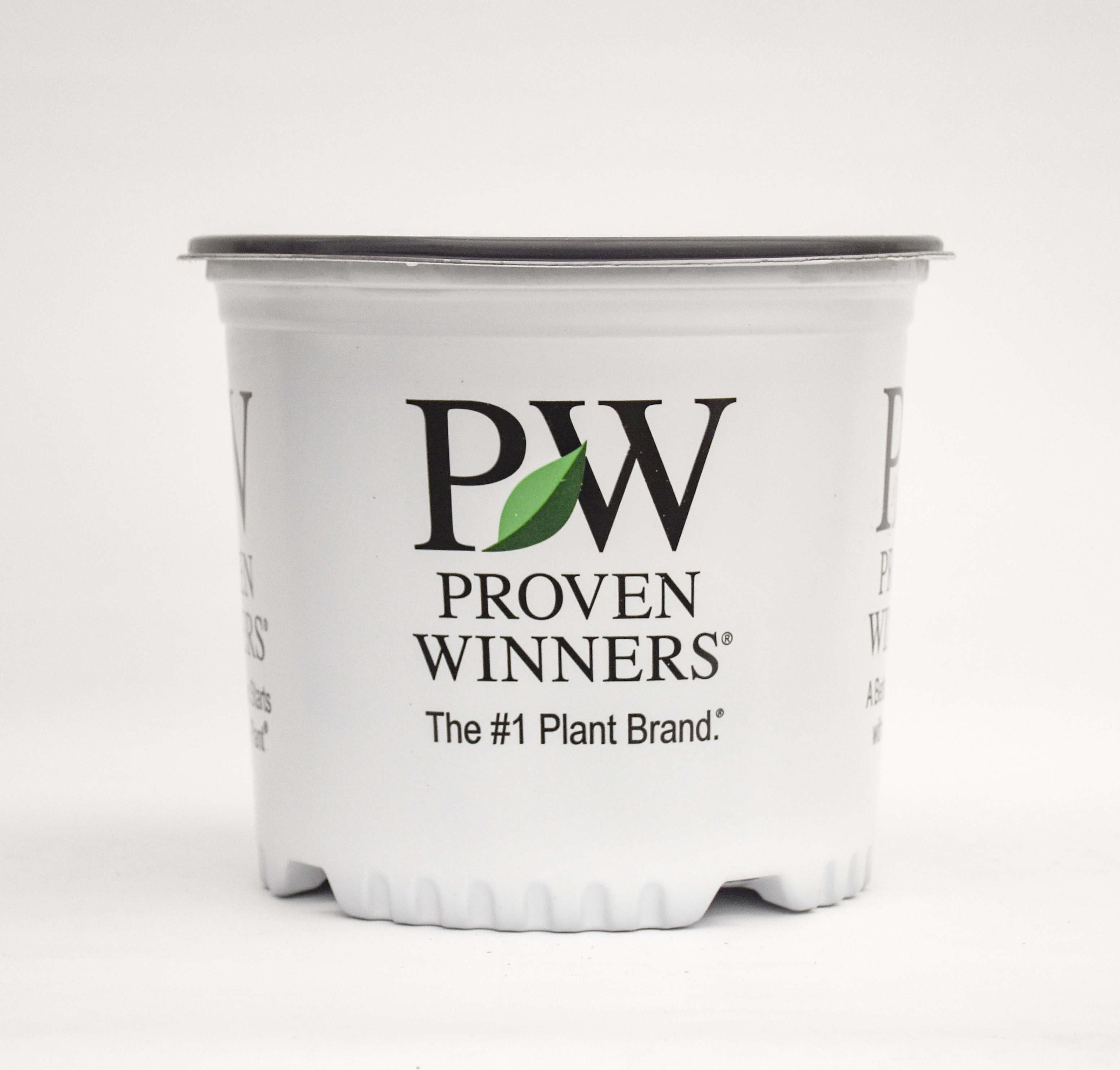 Proven Winners 1.56PT Euphorbia Diamond Frost Variety Live Plant