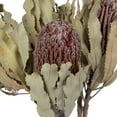 thumbnail image 5 of Vickerman 12" Natural Pink Banksia Menzi Flower with Stem. Includes 3 Stems per Pack, Dried, 5 of 5