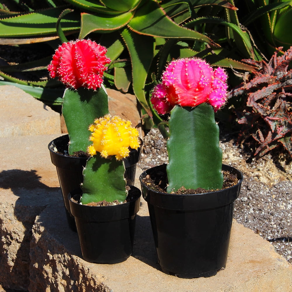 Element by Altman Plants Multicolor Cactus Plants 3-Pack - Live Plants - Full Sun - 2.5-Inch Pots