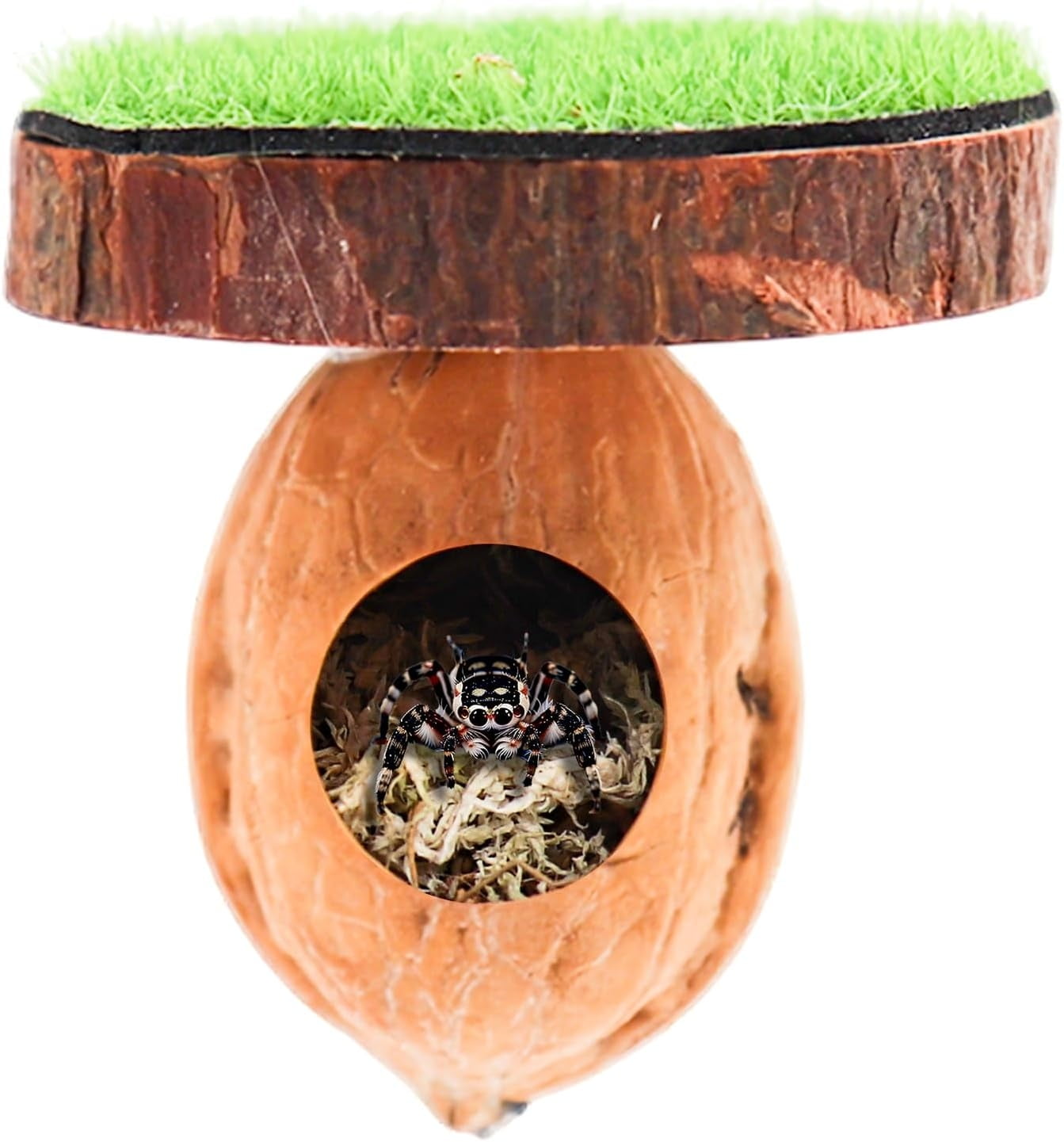 2 Pack Jumping Spider Enclosure Accessories, Magnetic Walnut Hide with Wooden Platform, Plastic Grass Topper, Spider Hideout with Moss for Terrariums