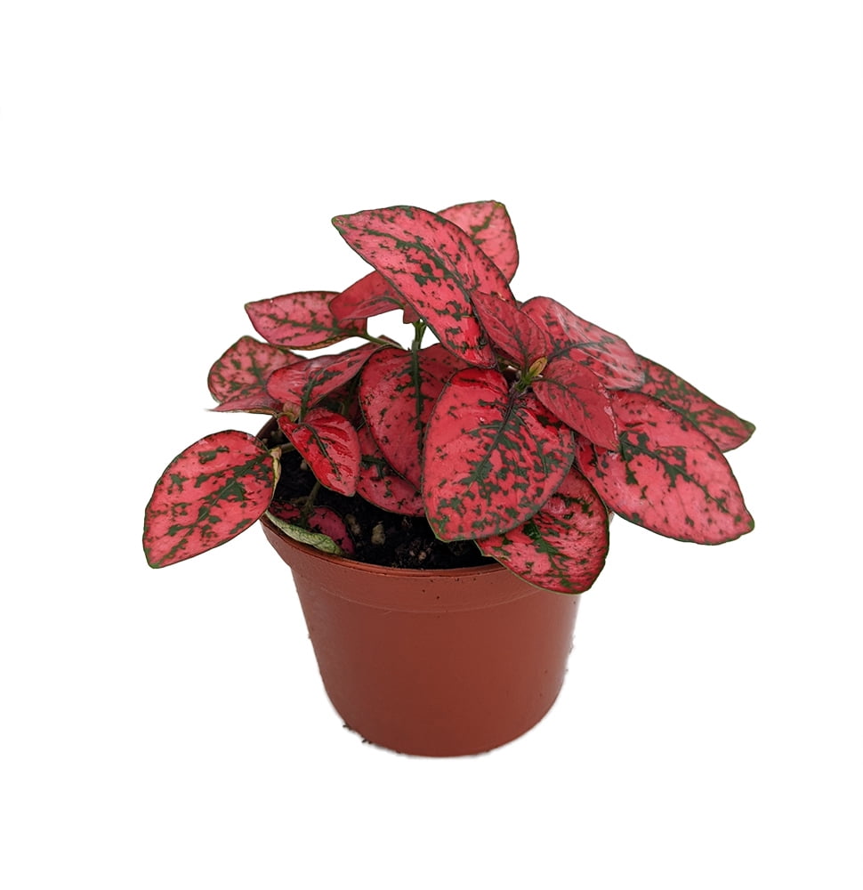 Red Splash Polka Dot Plant Hypoestes 2.5&quot; Pot