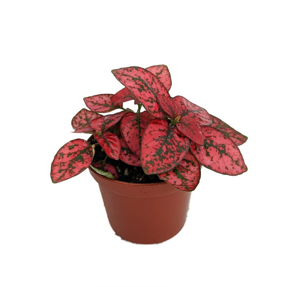 Red Splash Polka Dot Plant - Hypoestes - 2.5" Pot - Colorful House Plant