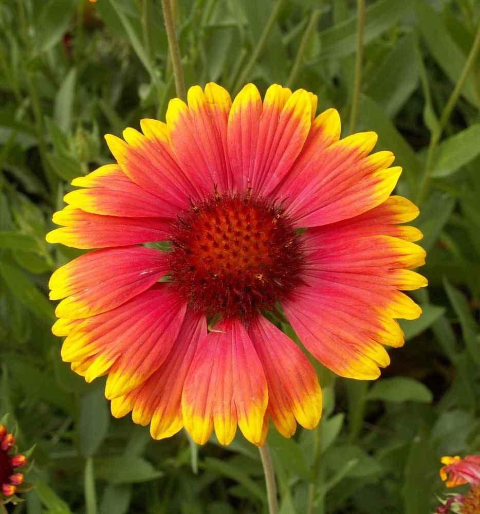 Outsidepride Gaillardia Aristata Seed - 1 LB