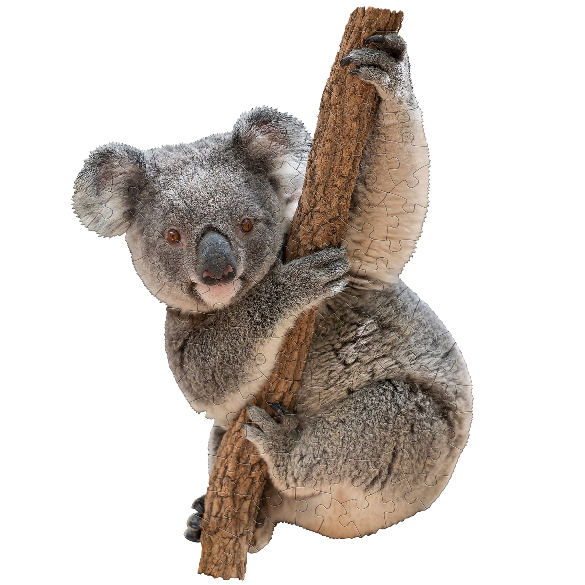 Madd Capp LiL' KOALA 100 Piece Jigsaw Puzzle For Ages 5+ - 4020 - Unique Animal-Shaped Border, Poster Size when completed, Oversized Puzzle Pieces For Easy Handling, Includes Educational Fun Facts