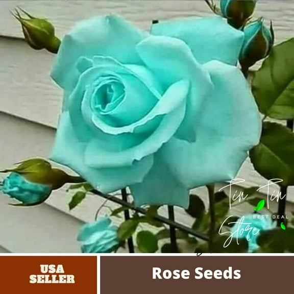 Rare 30pcs Seed | Mint Rose Seeds Flower For Planting | Seeds, Herbal Seeds, Flower Seeds, GMO Free, Authentic Seed B3G1#1071