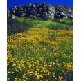 thumbnail image 2 of Talbot Frank, Christopher 20x23 White Modern Wood Framed Museum Art Print Titled - CA, San Diego, Mission Trails California Poppies, 2 of 4