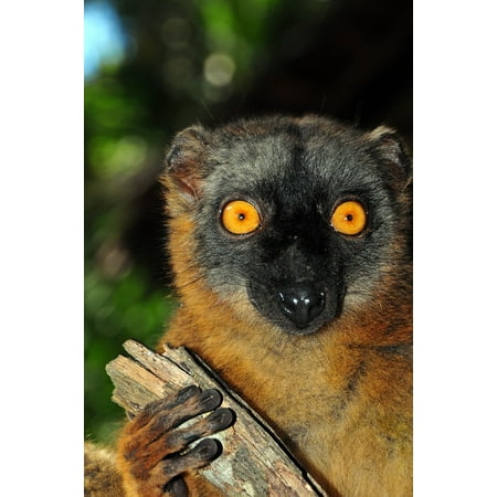 - Peel-n-Stick Poster of Animals Mayotte Lemur Monkey Maki Monkey Poster 24x16 Adhesive Sticker Poster Print