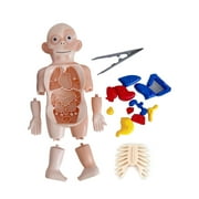 PVC Body Puzzle Game Fun and Educational Anatomy Toy Body Learning Display Toy