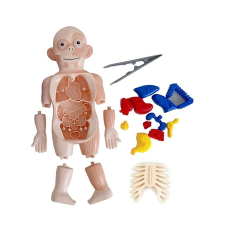 PVC Body Puzzle Game Fun and Educational Anatomy Toy Body Learning Display Toy