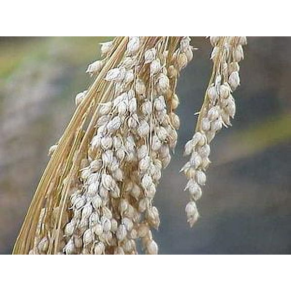 White Proso Millet Seed - 10 Lbs.