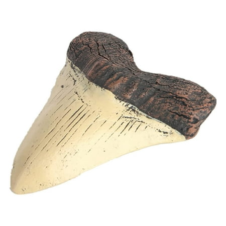 

Megalodon Tooth Fossil Giant Tooth Megalodon Tooth Resin Replica