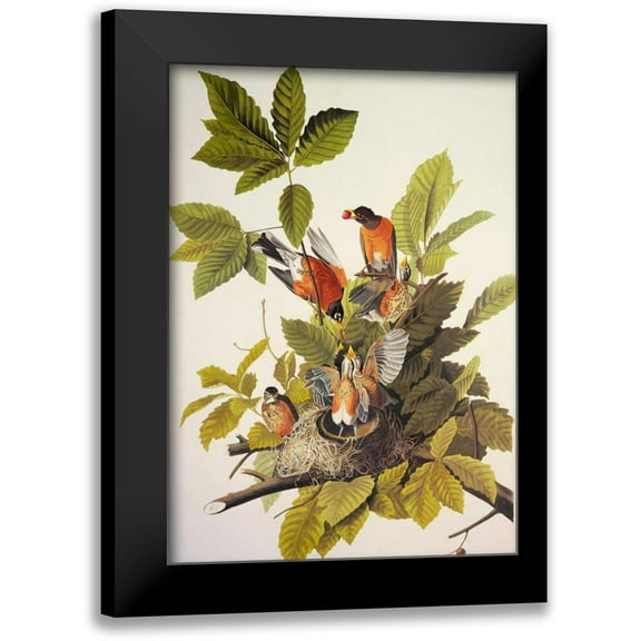 Audubon, John James 11x14 Black Modern Framed Museum Art Print Titled - American Robin