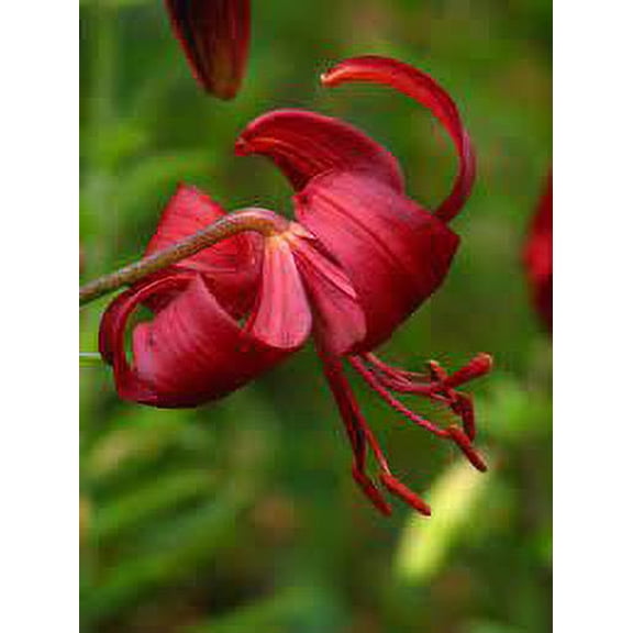 5 Red Velvet Asiatic Lilium Bulbs