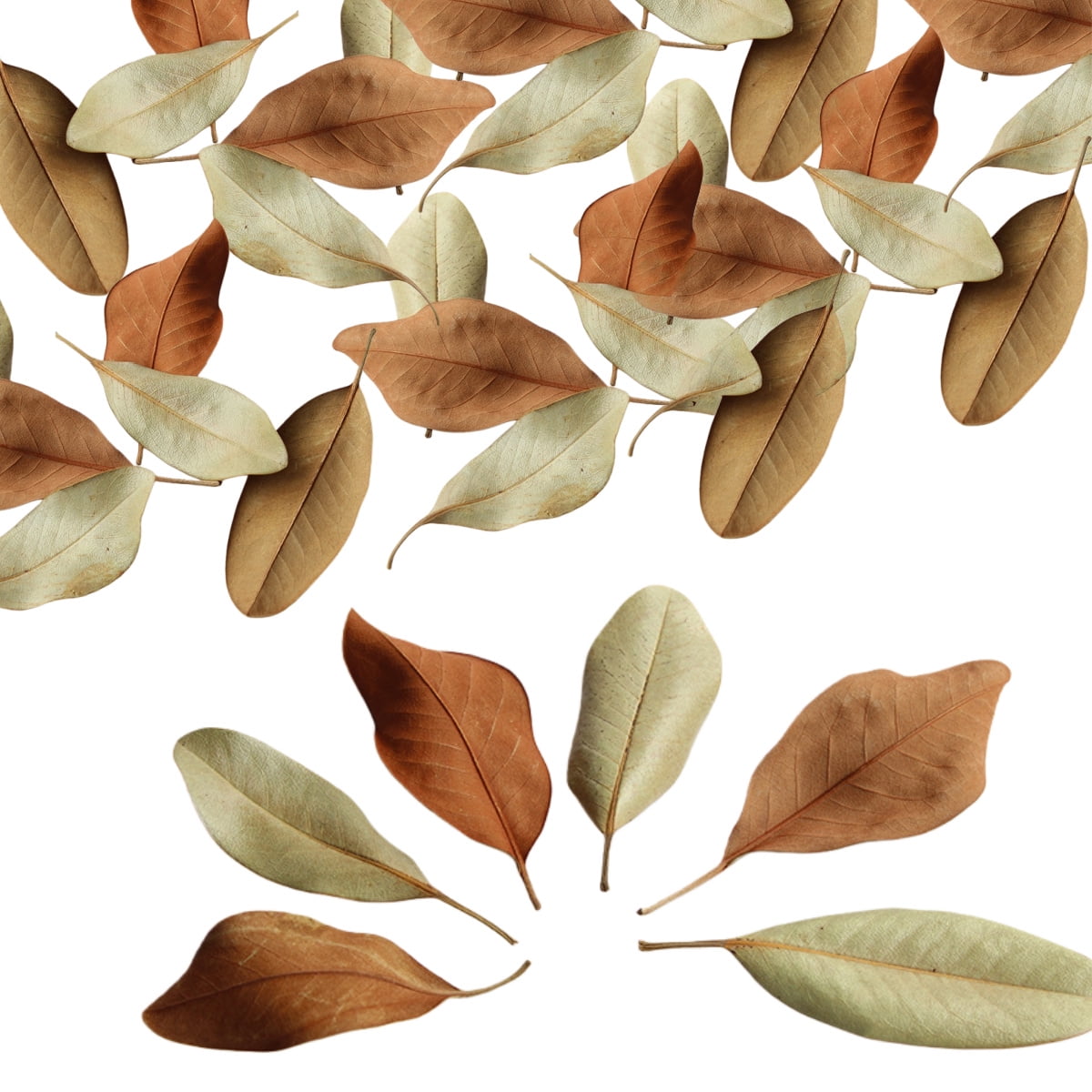 0.26LB Organic Magnolia Leaf Litter for Reptiles,Heat Treated Terrarium Substrate for Bioactive Enclosures,Isopods,Frogs,Turtles