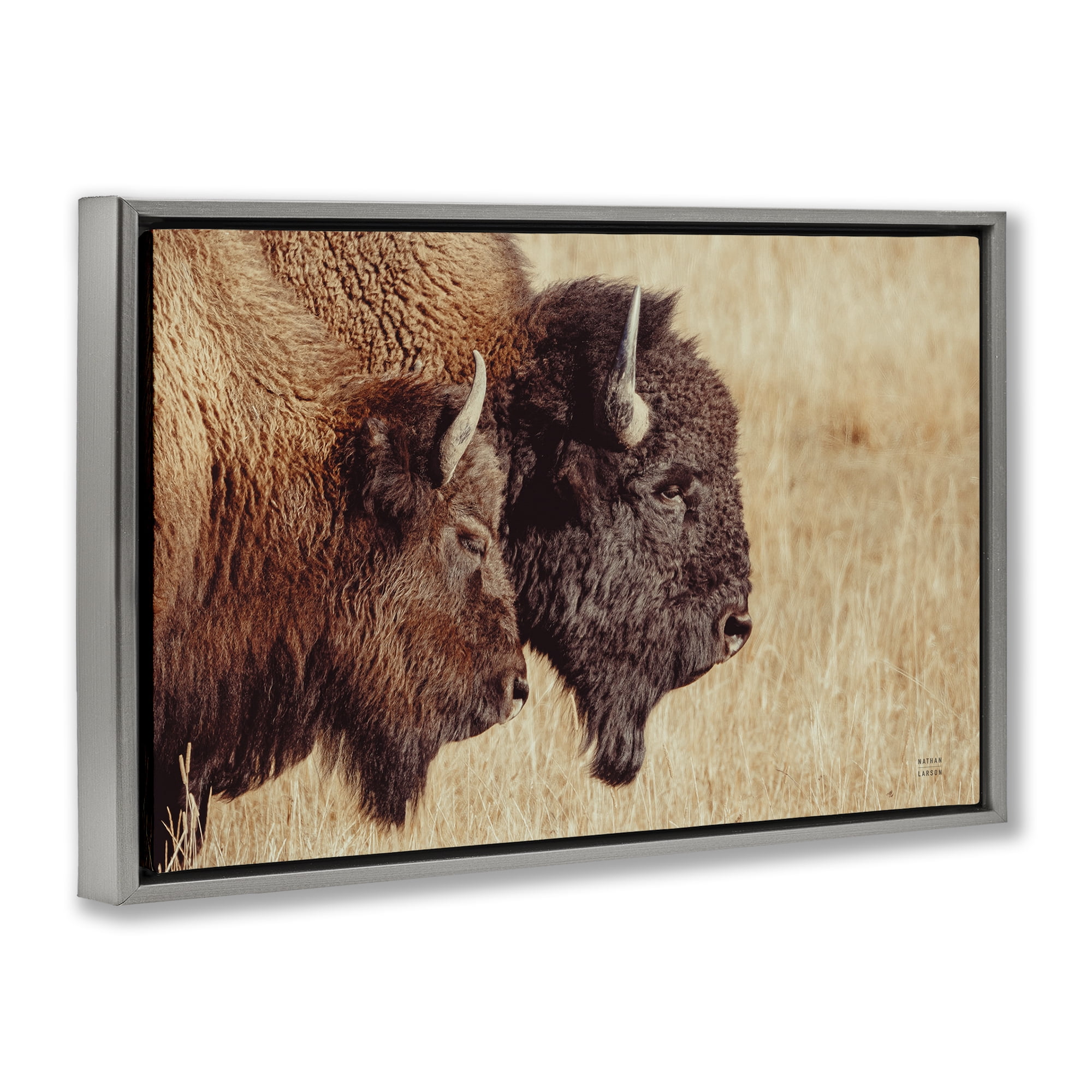 Stupell Industries Bison Pair in Countryside Animals Photography Gray Floater Framed Canvas Art Print Wall Art, 25 x 17