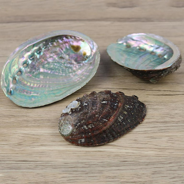 Sea Shells for Decorating, Natural abalone Sea Shell for Home Decor,  Wedding Decoration,3.6 
