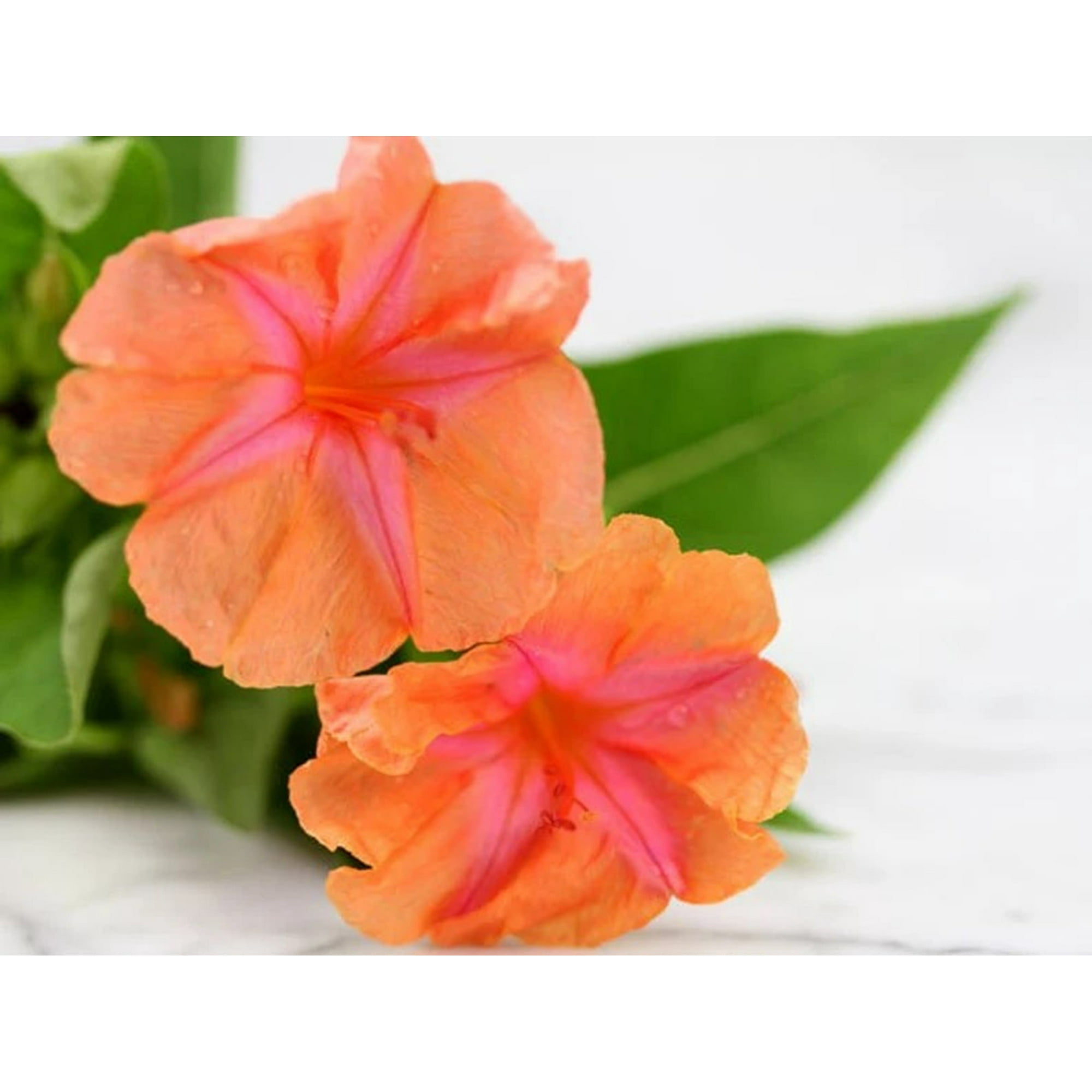 Toadstool Seeds 25 Sunset Four O'clock Seeds, Fragrant Marvel of Peru Perennial Flower Seeds