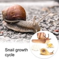 thumbnail image 3 of 1 Set Life Cycle Models Household Realistic Educational Display Prop Education Props Animals Playthings Animal Toy for Children Snail, 3 of 9