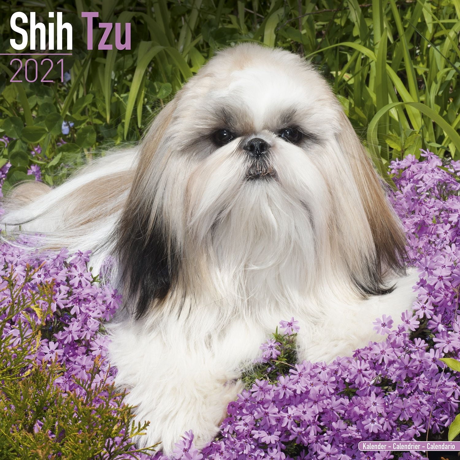 Shih Tzu Calendar 2021 Shih Tzu Dog Breed Calendar Shih Tzus Shih Tzu Calendar 2021 Shih Tzu Dog Breed Calendar Shih Tzus