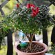 thumbnail image 2 of 8 Uds. Regadera de plantas de vacaciones, picos de cono de autorriego de cerámica, sistema automático de estacas de riego por goteo y flores, 2 of 5