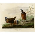 thumbnail image 3 of Vintage Apple Collection 14x12 Black Modern Framed Museum Art Print Titled - Blue Headed Pigeon, 3 of 5