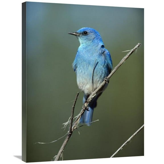 24 x 32 in. Mountain Bluebird Perching on Twig, North America Art Print - Tim Fitzharris