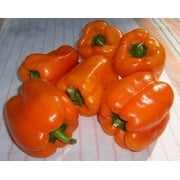 Valencia Orange Pepper Plants- Non GMO- Two (2) Live Plants - Not Seeds -Each 4"-7"tall- in 3.5 Inch Pots