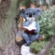 thumbnail image 3 of Estatua de Jardín Solar Kusrkot Oso Koala Decoración, 3 of 8