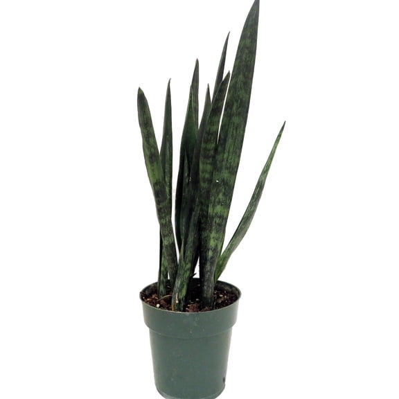 Snakeskin Snake Plant - Sansevieria - 6" Pot