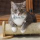 thumbnail image 5 of Pet Collar Cat Collar with Bell Adjustable Design 2Pcs for Pets, 5 of 5