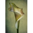 thumbnail image 2 of Andersen, Lotte 11x14 Gold Ornate Wood Framed with Double Matting Museum Art Print Titled - Calla Lily, 2 of 4