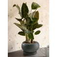 thumbnail image 2 of Black Speckled Bowl Planter with Saucer, 2 of 6