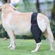 thumbnail image 1 of Rodillera para perro mascota para Acl, rodillera, dislocación, artritis, mantiene la articulación caliente, soporte adicional, 1 of 2