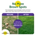 thumbnail image 4 of St. Gabriel Organics Milky Spore Powder Japanese Beetle Grub Control, 10 Oz, 4 of 6