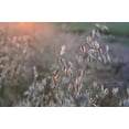 thumbnail image 2 of 3 Northern Sea Oats Grass Chasmanthium Latifolium in 4" Pots, 2 of 2