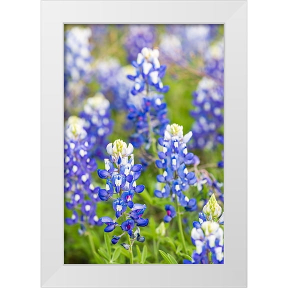 Wilson, Emily M. 11x14 White Modern Wood Framed Museum Art Print Titled - Johnson City-Texas-USA-Bluebonnet wildflowers in the Texas Hill Country