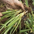 thumbnail image 2 of Purely Organic Bunching Evergreen Onion Seeds (Premium Heirloom, Organic, Non-GMO, Open Pollinated, Vegetable, Full Sun) - Approx 250 Seeds, 2 of 7