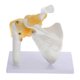 thumbnail image 1 of 1Pc Shoulder Joint Model with Ligament Human Skeleton Model Teaching Model, 1 of 4