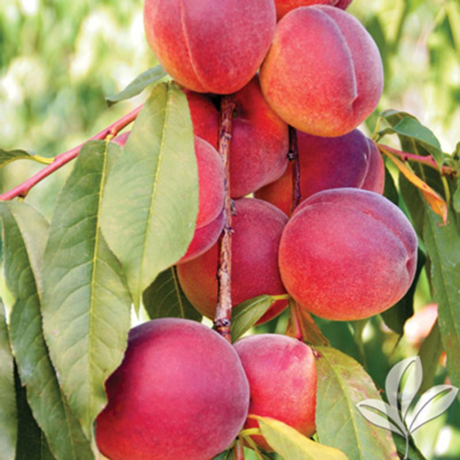 Expert Gardener 1-2 ft. Tall Texas King Peach Live Tree in 1- Gallon Grower Pot