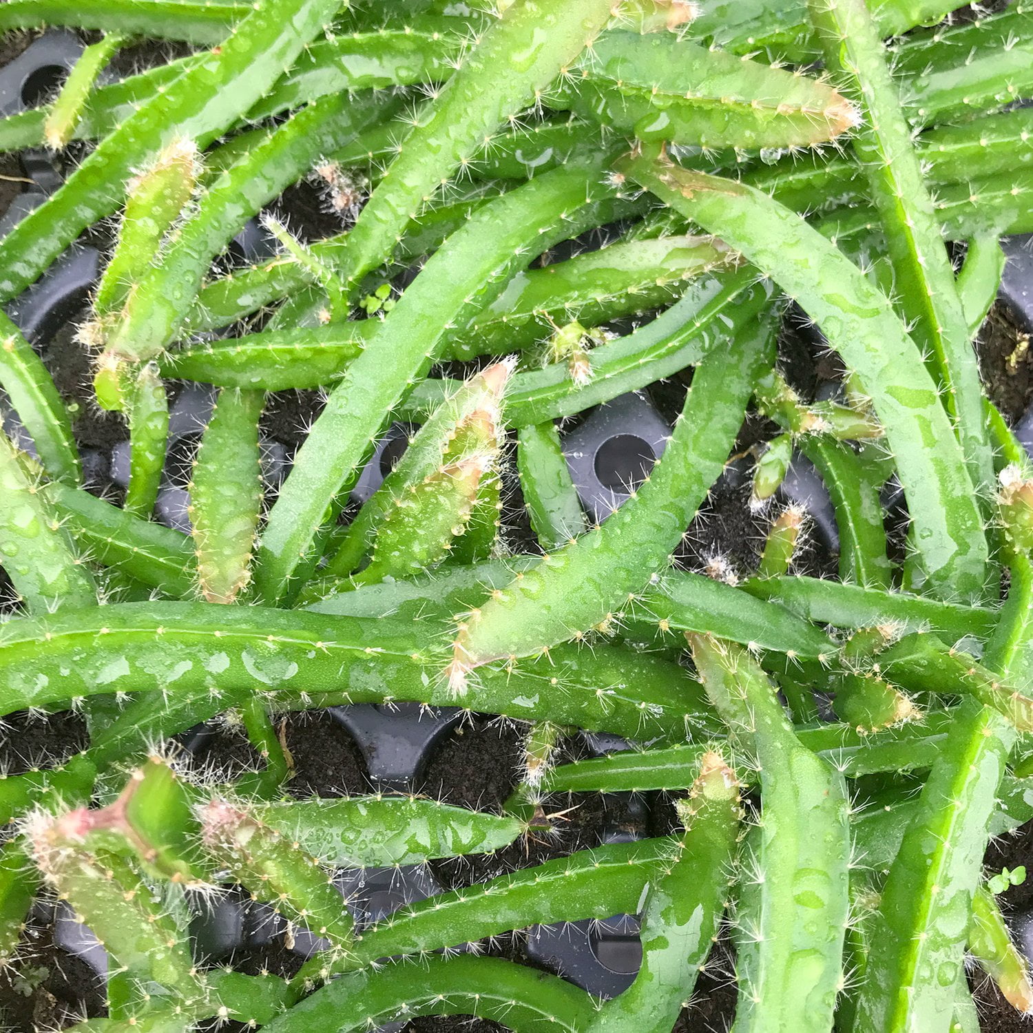 Edgar's Baby Dragon Fruit Tree - 4 Live Starter Plants - Hylocereous Undatus - Edible Tropical Fruit Plant from Florida