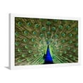 thumbnail image 1 of Natural, Symmetric and Colorful Male Peacock in Sunlight, Animals Framed Art Print Wall Art by Pascal Halder Sold by Art.Com, 1 of 5