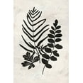 thumbnail image 2 of Nicoll, Suzanne 17x24 Black Ornate Wood Framed with Double Matting Museum Art Print Titled - Botanica 1, 2 of 4