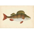 thumbnail image 2 of Donovan 14x11 Gold Ornate Wood Framed with Double Matting Museum Art Print Titled - Donovan Antique Fish I, 2 of 4
